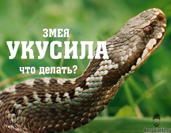 Фото Змей Средней Полосы России