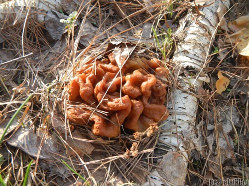 веснние съедобные грибы