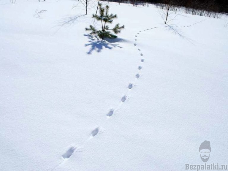 Следы волка на снегу фото