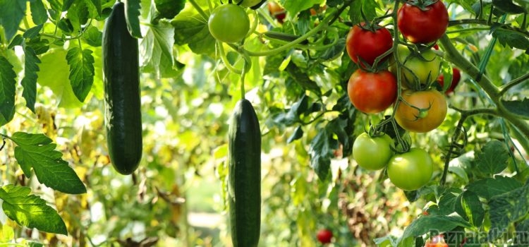«Семяныч»: отзывы о популярных семенах овощей