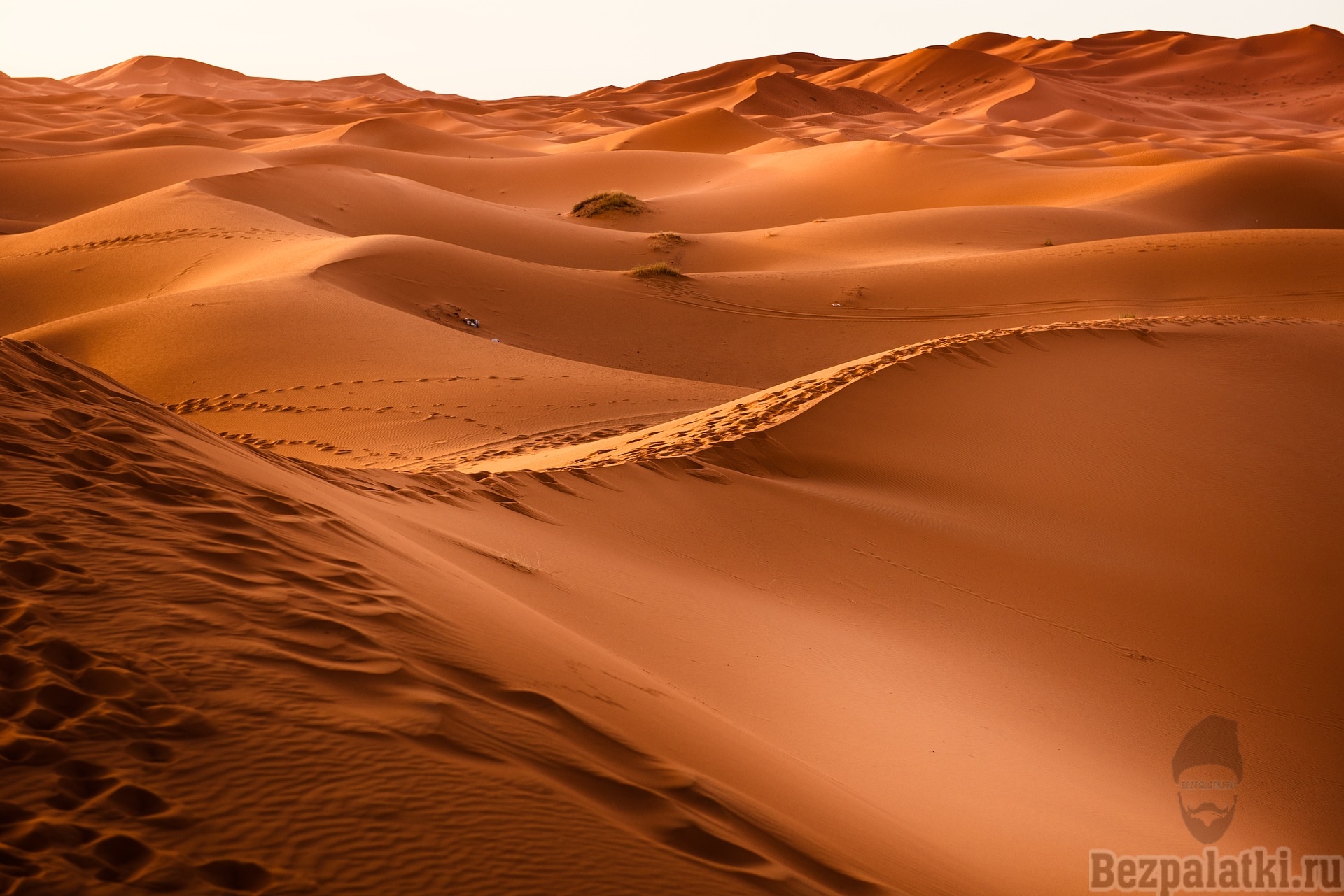 сафари в пустыне